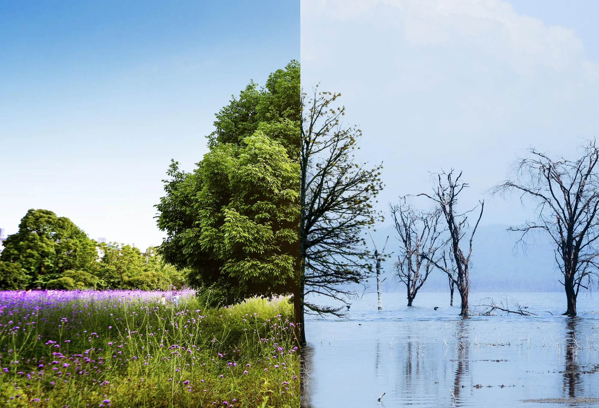 dsf-climate-resilience-and-systems-strategy
